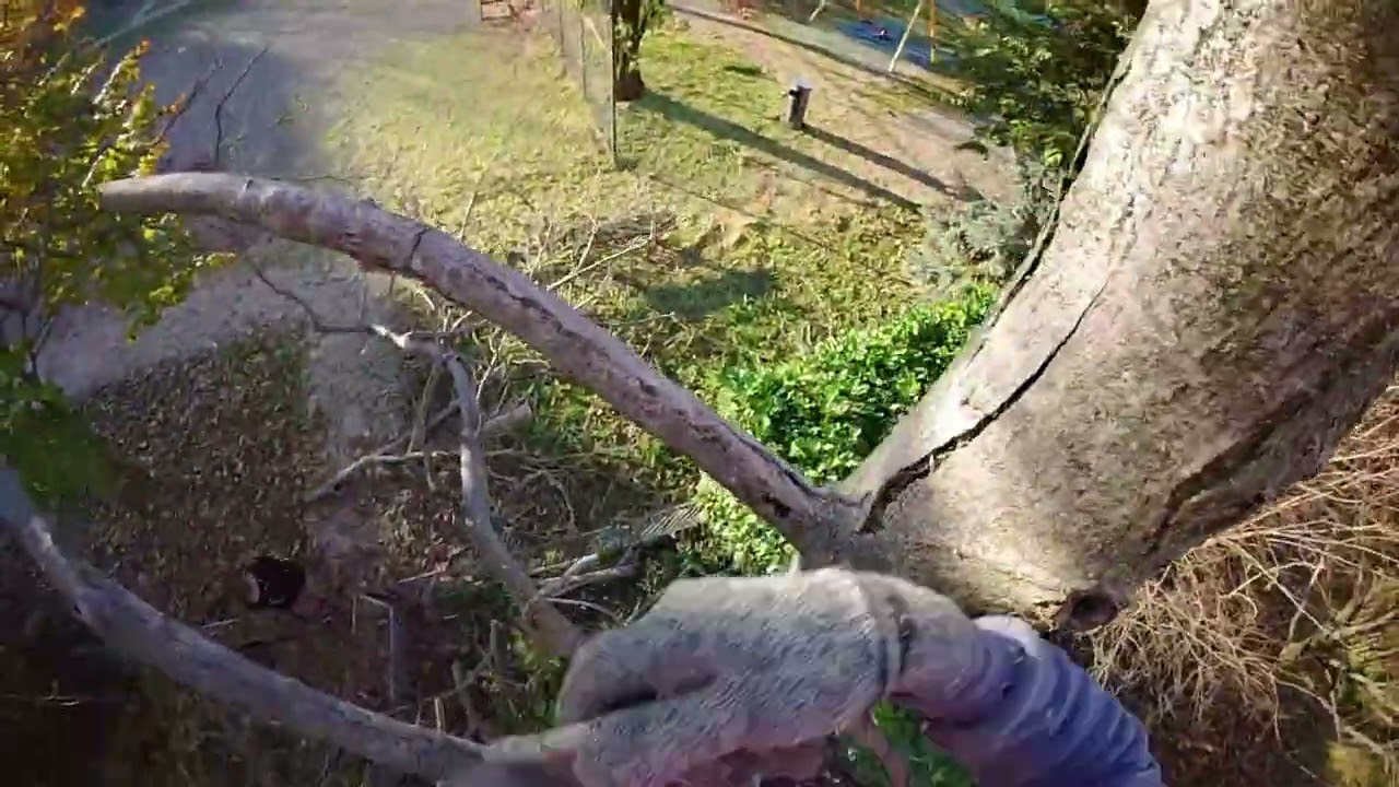 CUTTING DOWN WALNUT TREE ! GONE WRONG