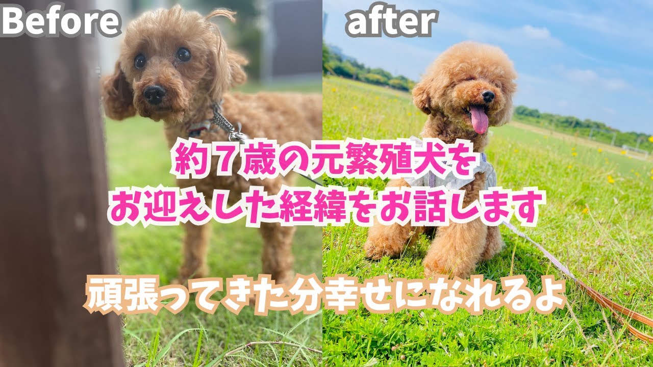 7歳の繁殖引退犬を迎えた経緯をお話しします