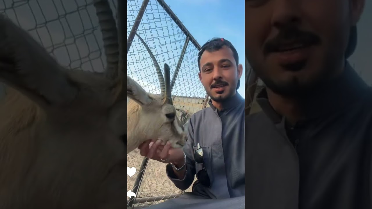 صوت ذكر النعام يخوف / سنابات ابو ناصر