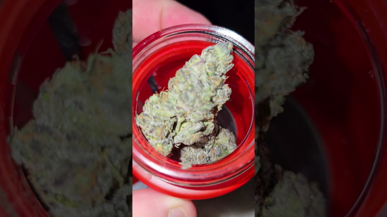 LAX PACKS PREZZURE STRAIN