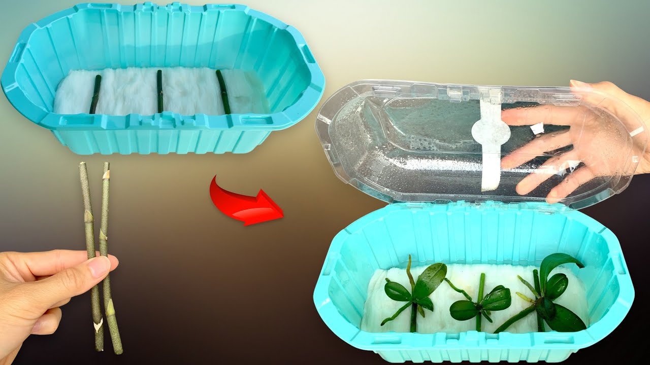 Propagating Orchids with Toilet Paper/ 100% Success, Anyone Can Do It!