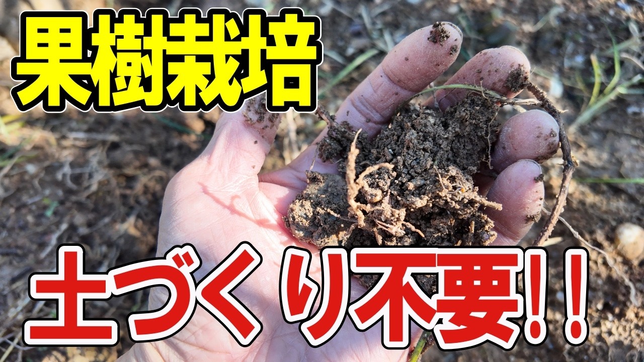 【果樹 土づくり 不要】落ち根が土を作るって知ってましたか？【自然栽培/無肥料/無施肥】