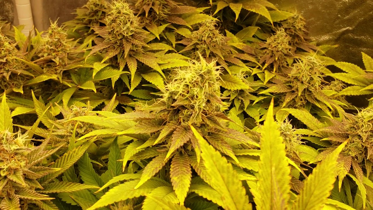 Part 3 girl scouts cookies strain 60 days in flower ready harvest