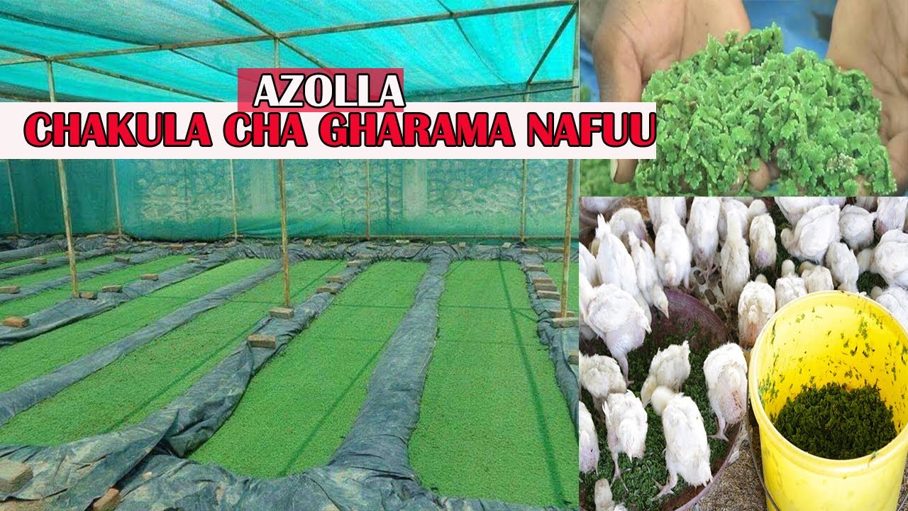 KILIMO CHA AZOLLA |Jua jinsi ya kupanda,kuvuna na kulisha AZOLLA|