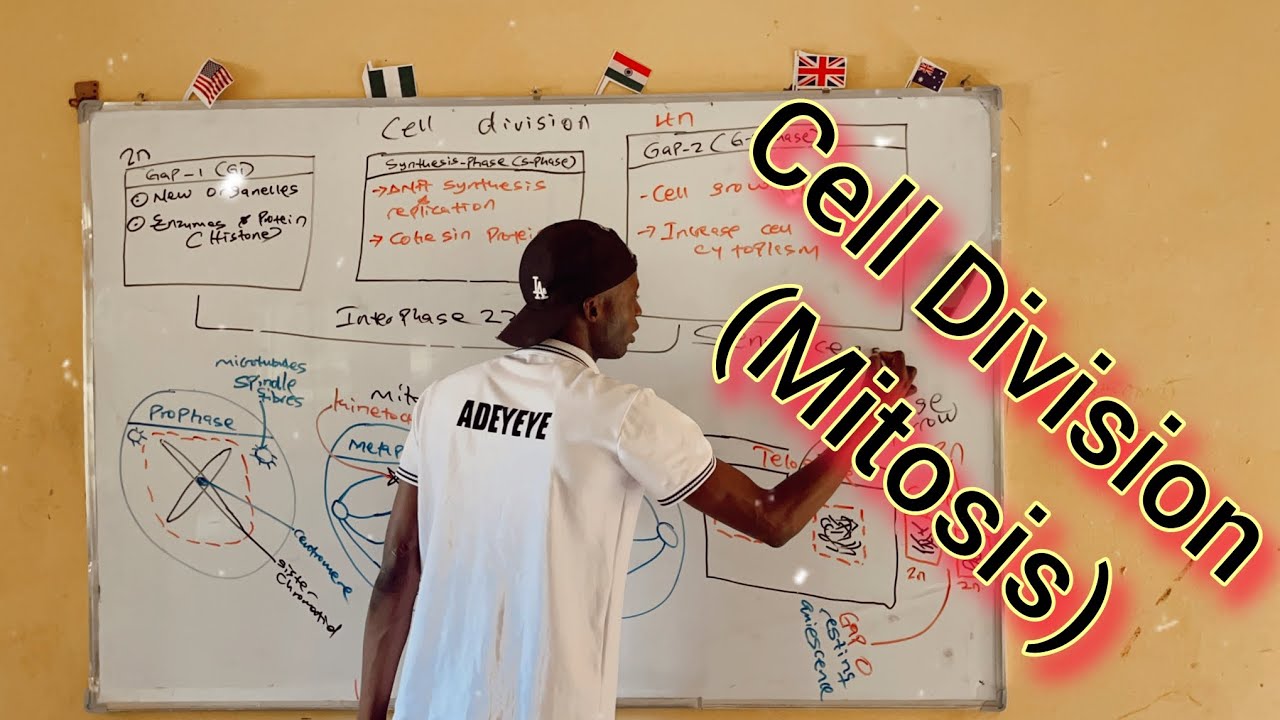 Cell Division (Interphase and Mitosis)