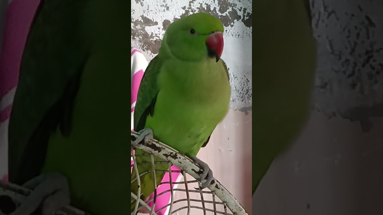Hi everyone see this tanking Mithu  new black  🦜# parrot 