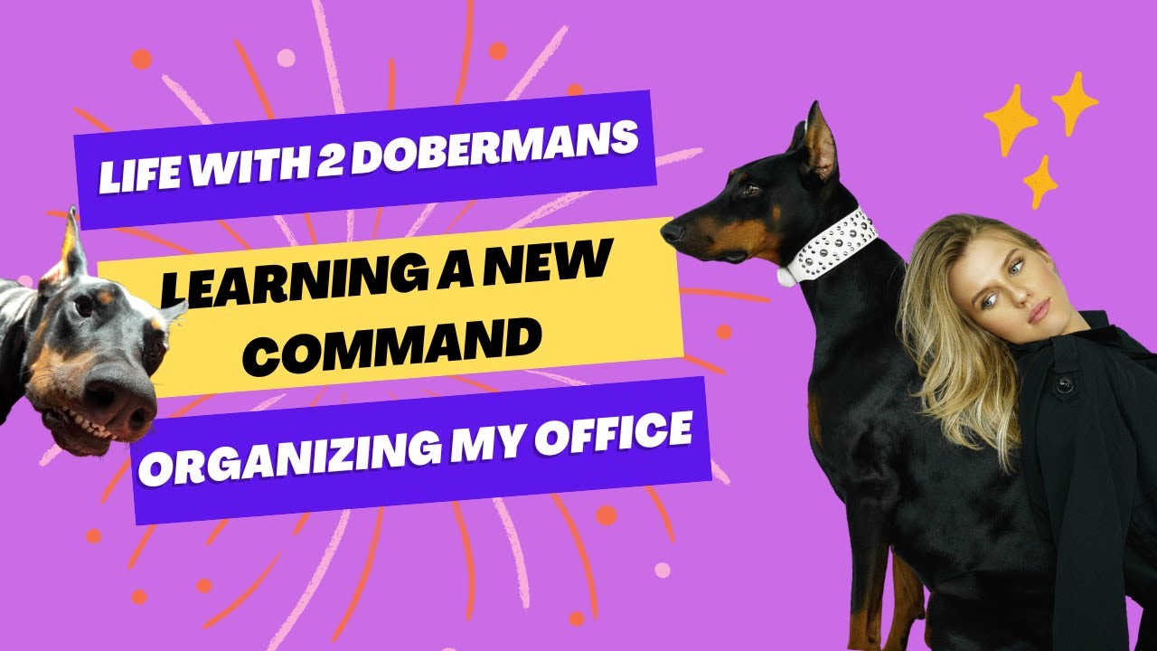 MORNING ROUTINE WITH 2 DOBERMANS, LEARNING A NEW COMMAND & OFFICE ROOM TOUR