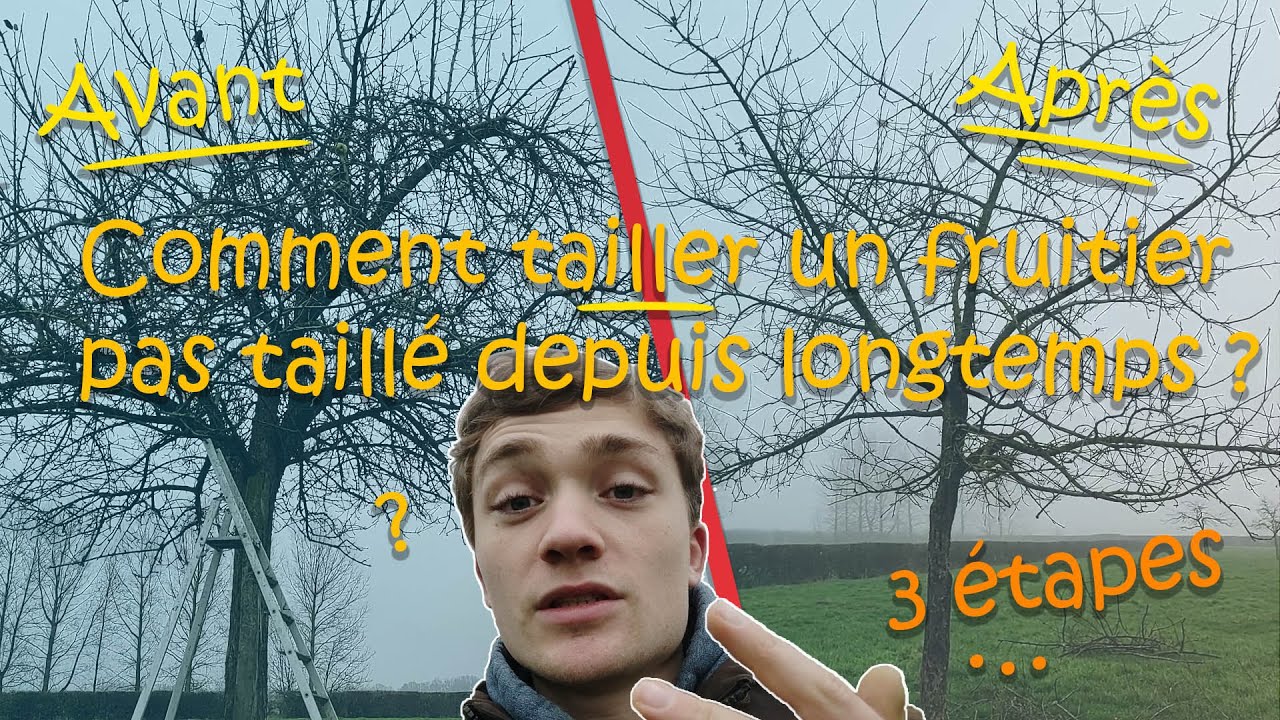 Comment Tailler Un Arbre Fruitier De Plein Vent ? (Taille douce, qui suit la croissance de l'arbre.)