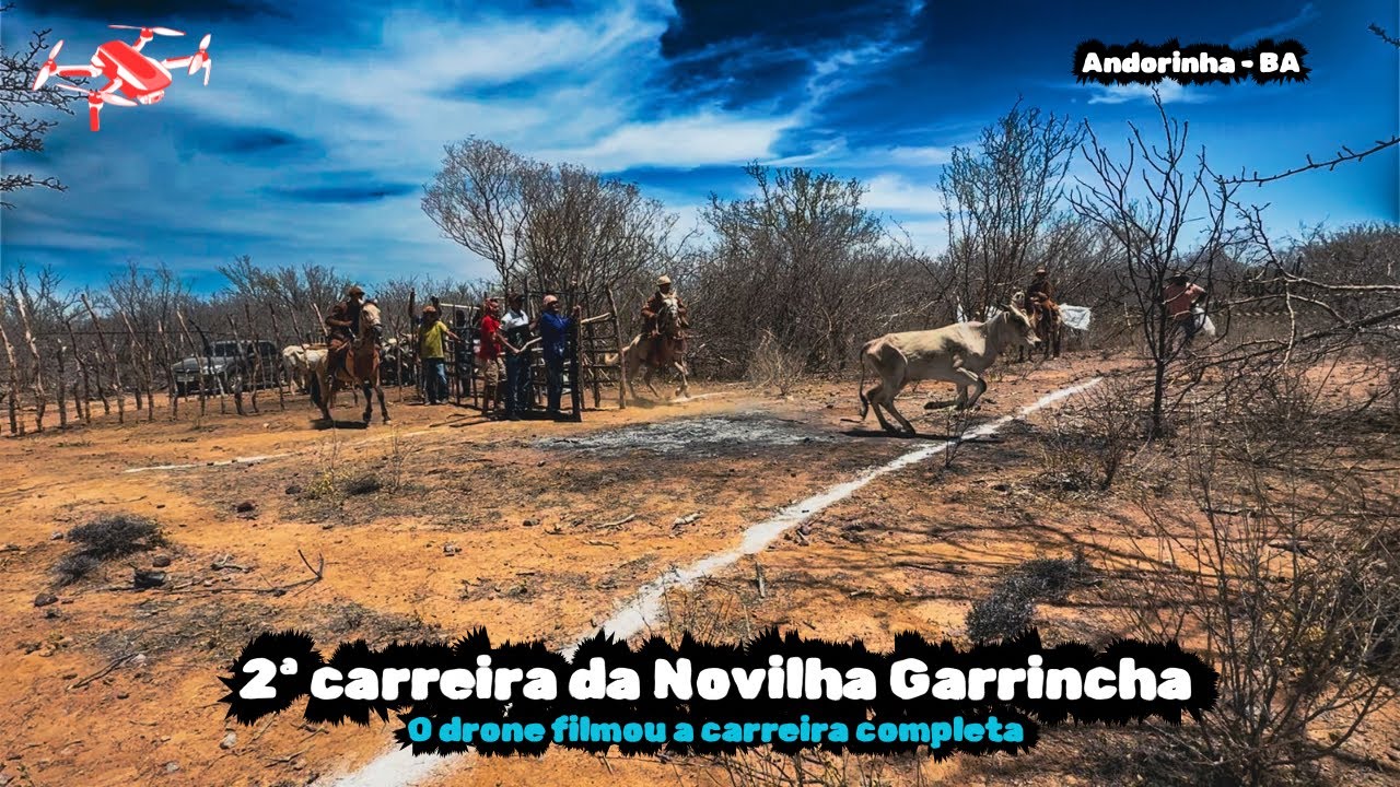 Gado de Aposta - Novilha Cafeína, Novilha Africana e Novilha Garrincha 