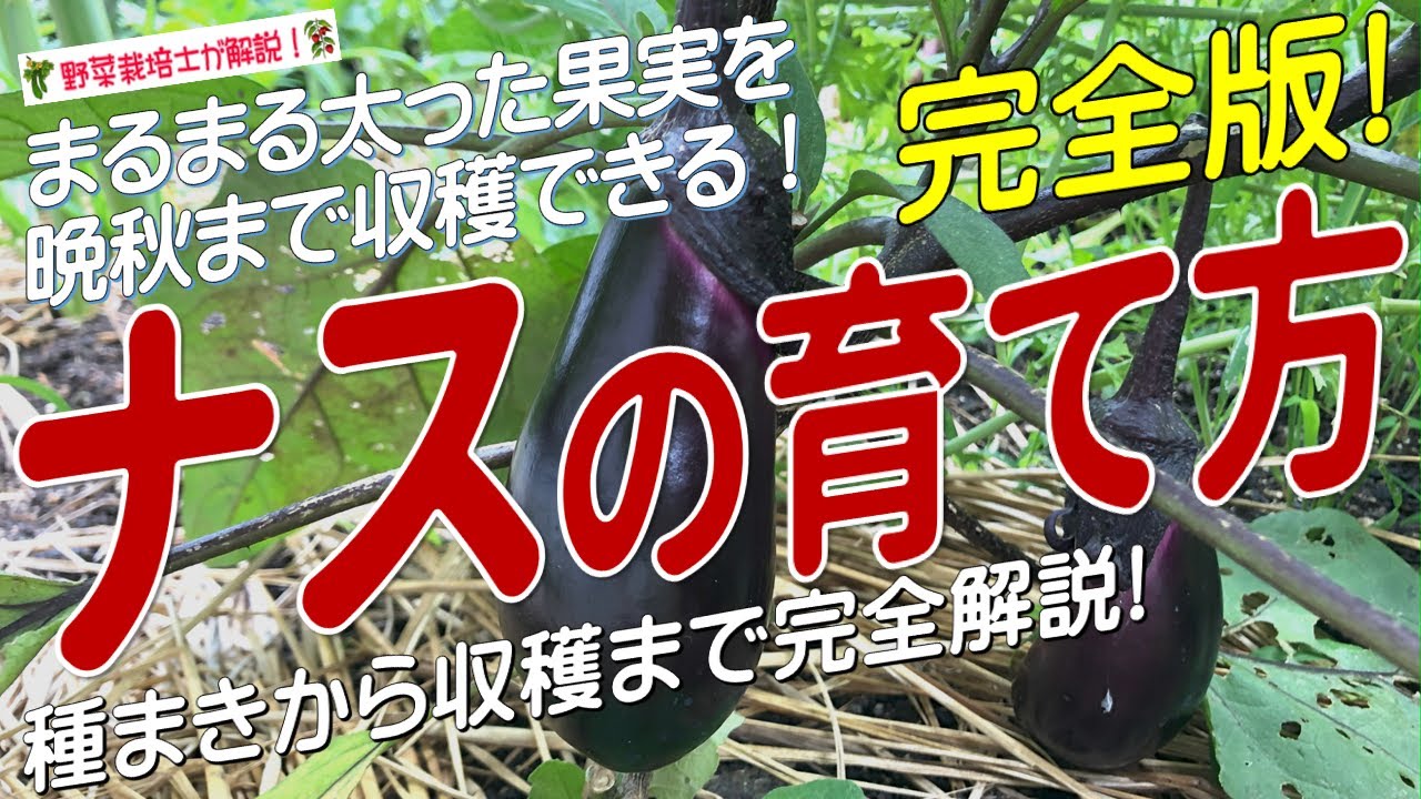 ナスの上手な育て方（種まきから収穫まで完全解説！）ナス栽培のコツとポイントが分かる