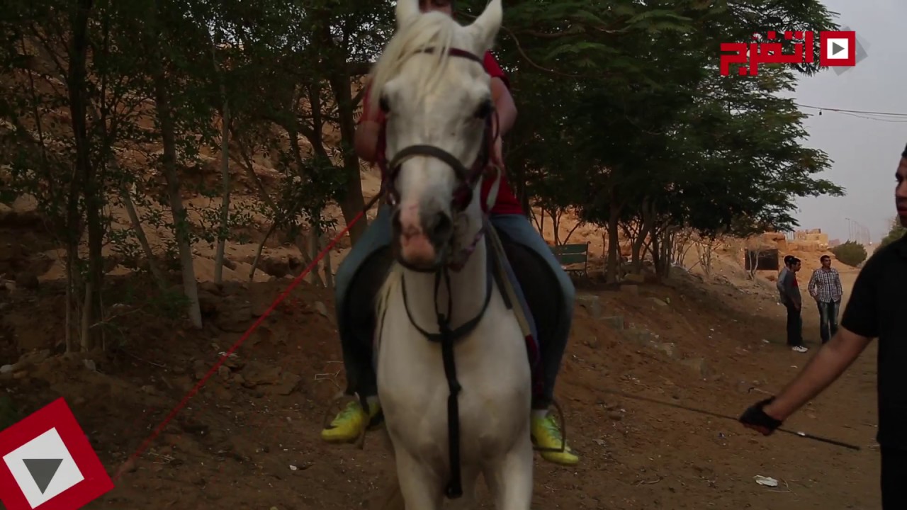 اتفرج | كيف تصبح فارس وتحترف ركوب الخيل في أسرع وقت