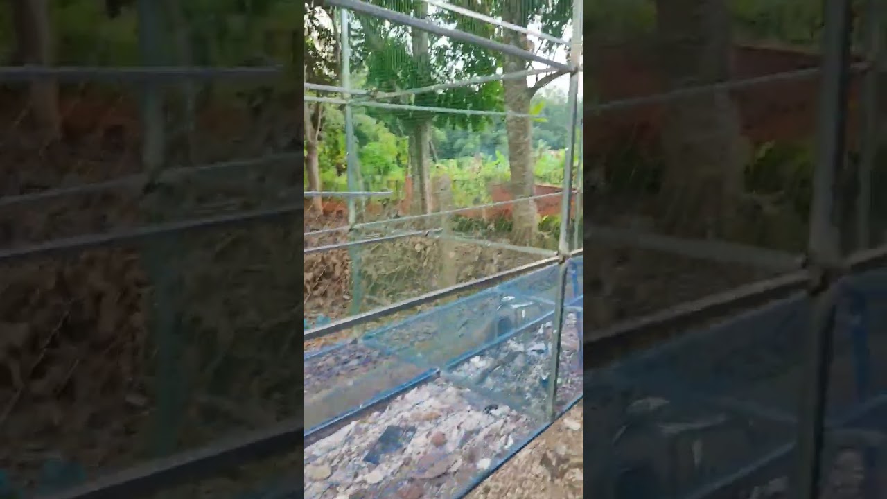 clip 276. l&agrave;m avi nu&ocirc;i chim cu g&aacute;y. lh 0369602545