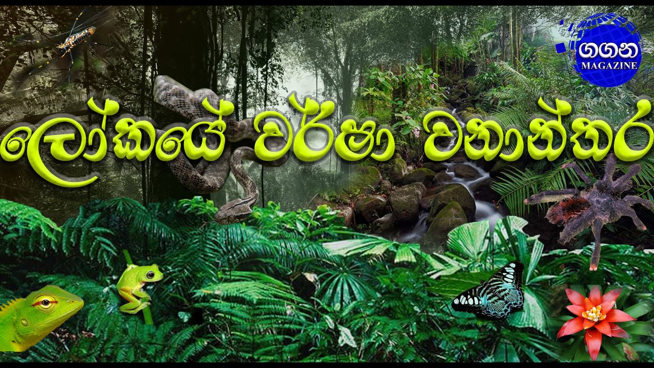 World Rainforest වර්ෂා වනාන්තර