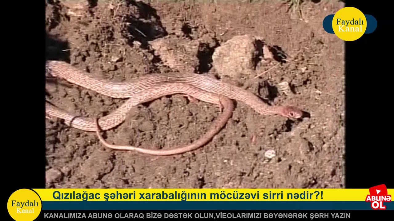 İLANLARIN QORUDUĞU XƏZİNƏDİR YOXSA QIZILAĞAC ŞƏHƏRİ ?!