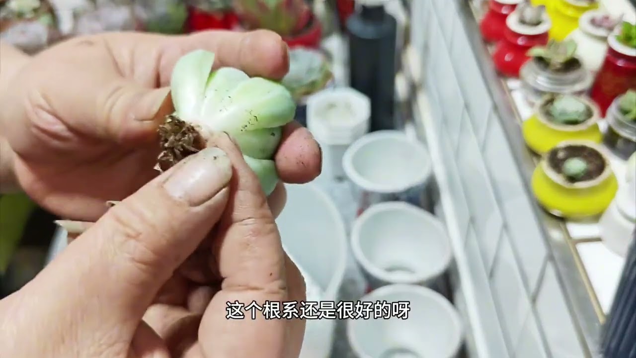 记录生活中的小美好 #爱生活爱养花#多肉植物 Record the little joys in life # Love life, love flowers # Succulent plants