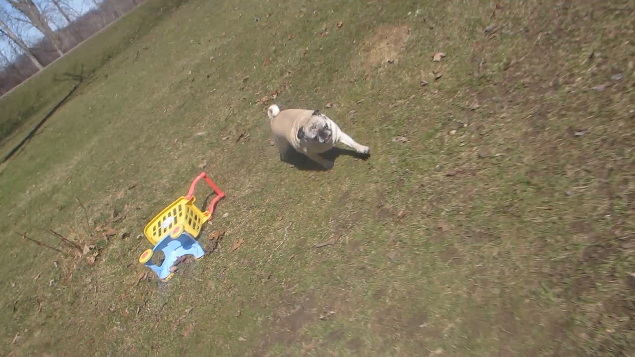 Senior pugs playing