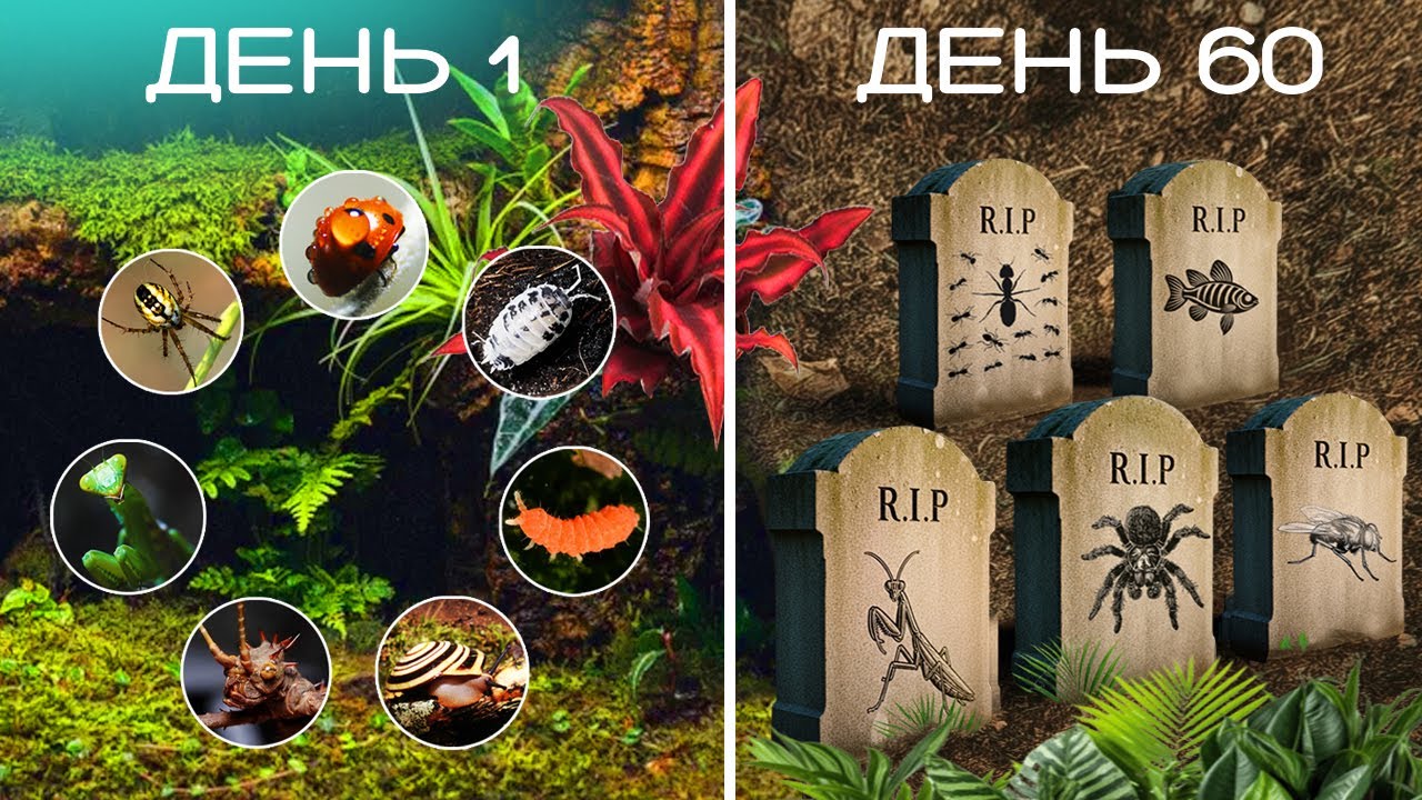 60 Дней Выживания в Смертельном Террариуме – Кому Не Повезло?