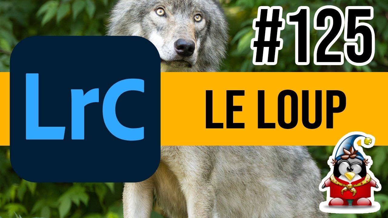 Lightroom Retouche Express 125 – Le loup