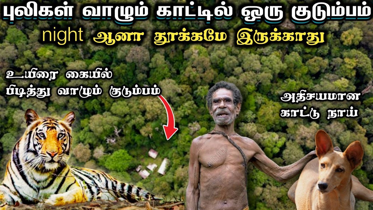 புலிகள் வாழும் காட்டில் ஒரு குடும்பம் A family in a forest where tigers live #tiger #village #forest