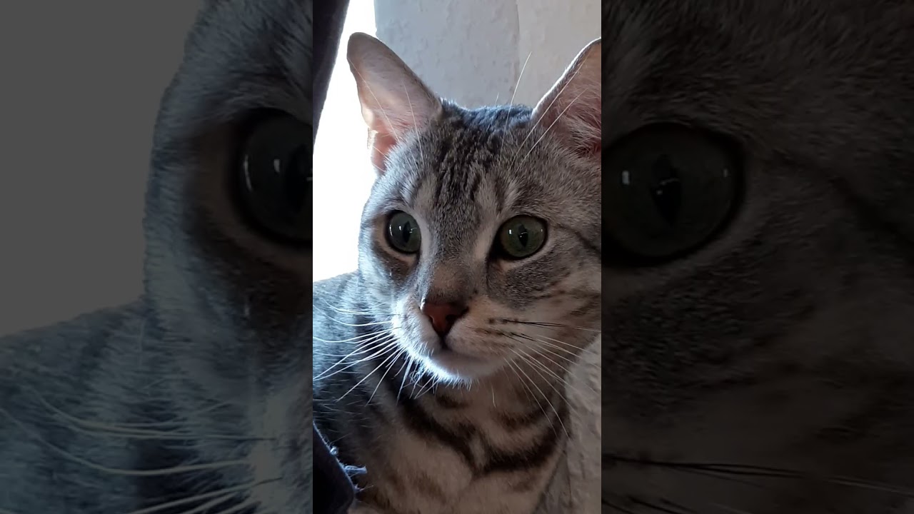 naturally😻Gizmo🤗😻#cat #cute #funny #Katze 