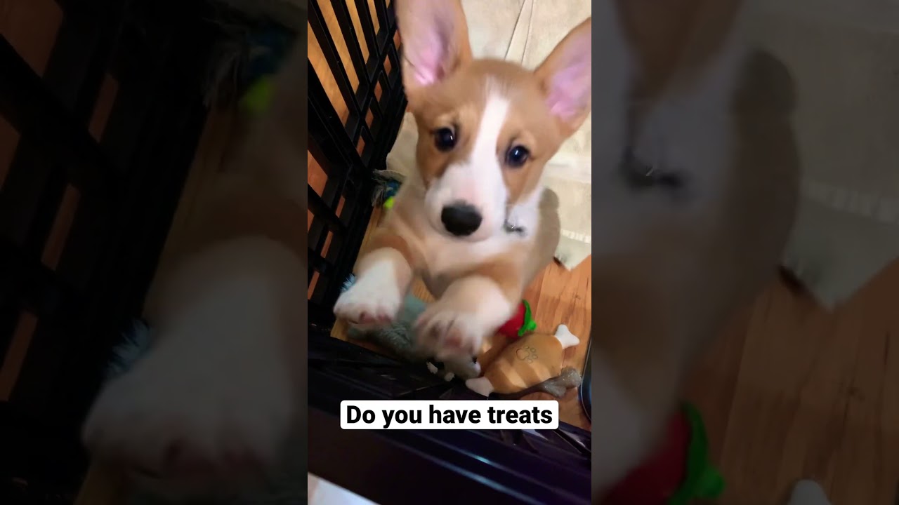 Kevin would like a treat #shorts #pets #cute #puppy #corgi