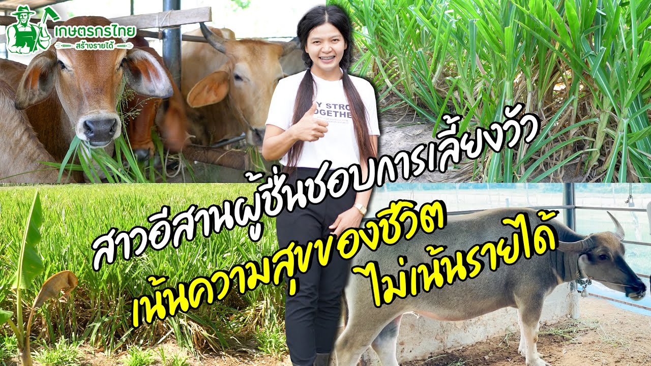 ชมสวนเกษตรกรไทย l Ep59 ตอน สาวอีสานผู้ชื่นชอบการเลี้ยงวัว เน้นความสุขของชีวิต ไม่เน้นรายได้