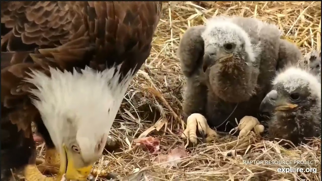 Decorah Eagles - North Nest - Bieliki - Karmienie dwojaczków 🐥🌹🍀🐥🌹🍀 20/04/2022