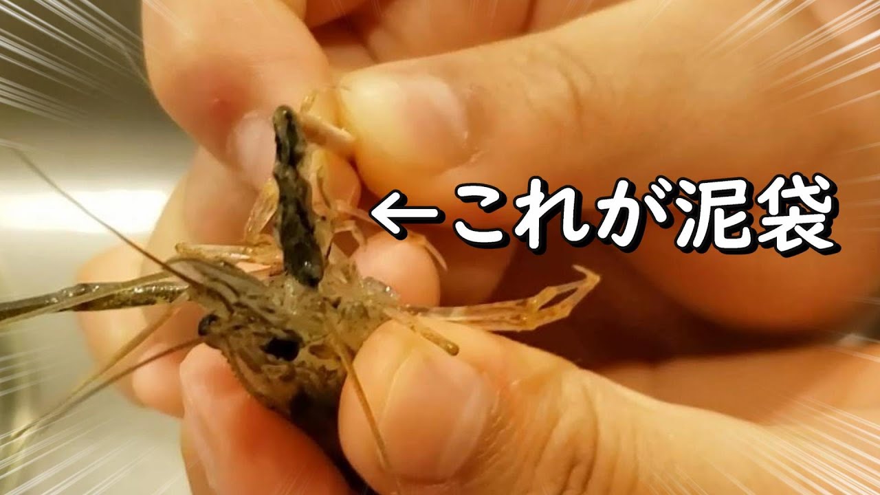 【テナガエビ】釣って直ぐに美味しく食べるコツ！【泥袋】を抜く