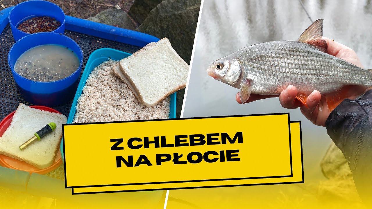 Chleb tostowy najlepszy na płocie? Kanał Żerański Aleksandrów Feeder klasyczny