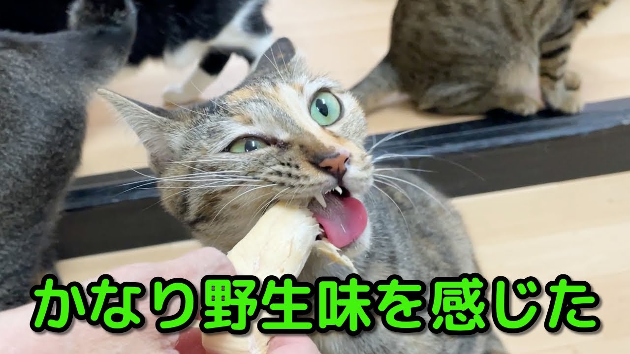 秘密兵器で本能が覚醒してしまう猫たち