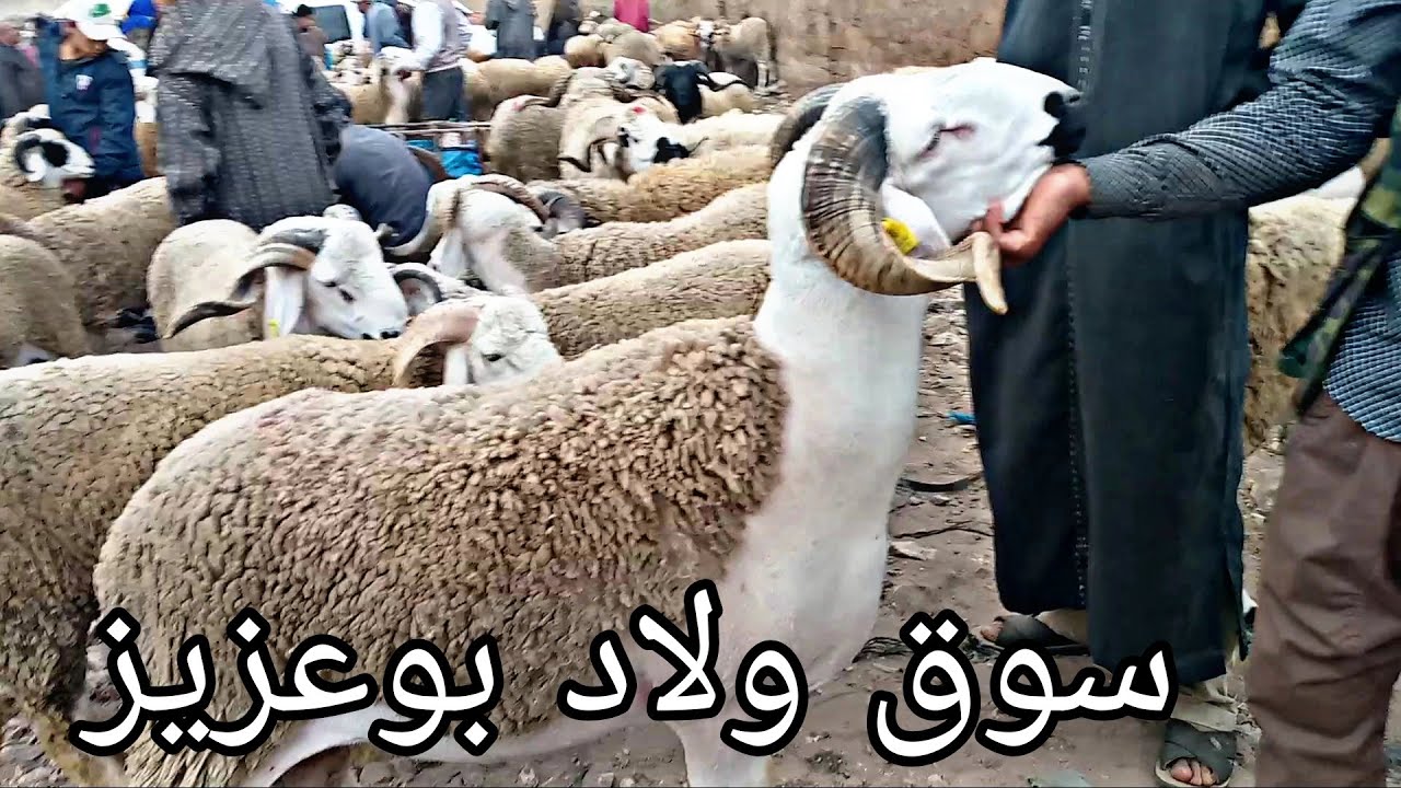 اليوم من سوق سبت دويب ولاد بو عزيز إقليم الجديدة أثمنة الحولي عيد الاضحى 25/06/2022