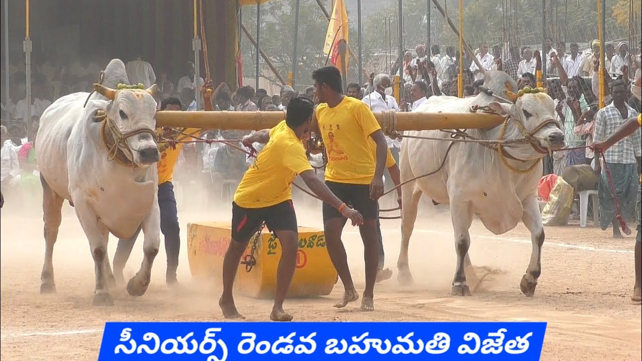 నరసరావుపేట సీనియర్స్ 2🏆 విజేత.. RK Bulls అత్తోట శిరీష చౌదరి శివకృష్ణ చౌదరి గారు వేటపాలెం గ్రామం