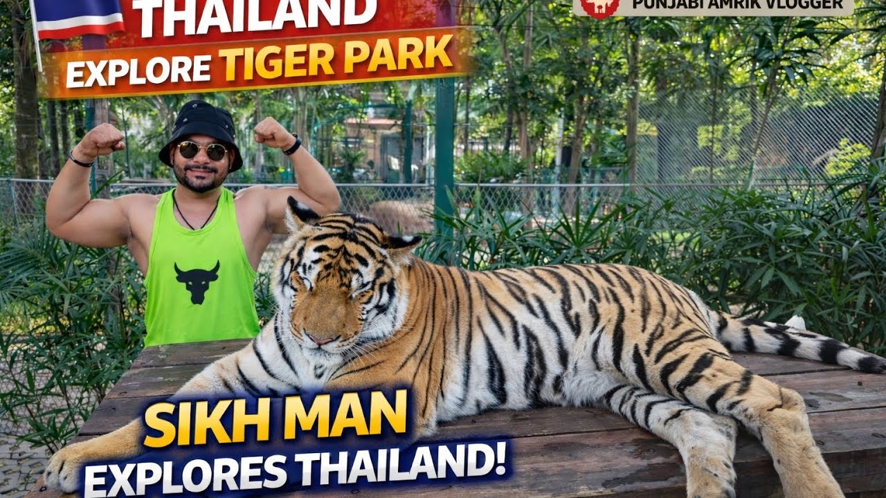 Tiger park vich tiger na kita kuri ta attack, explore Thailand da tiger park vich 100 to vad tiger 🐯