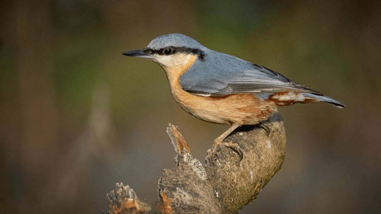 How to Attract Birds to your Garden [UK & Beyond]