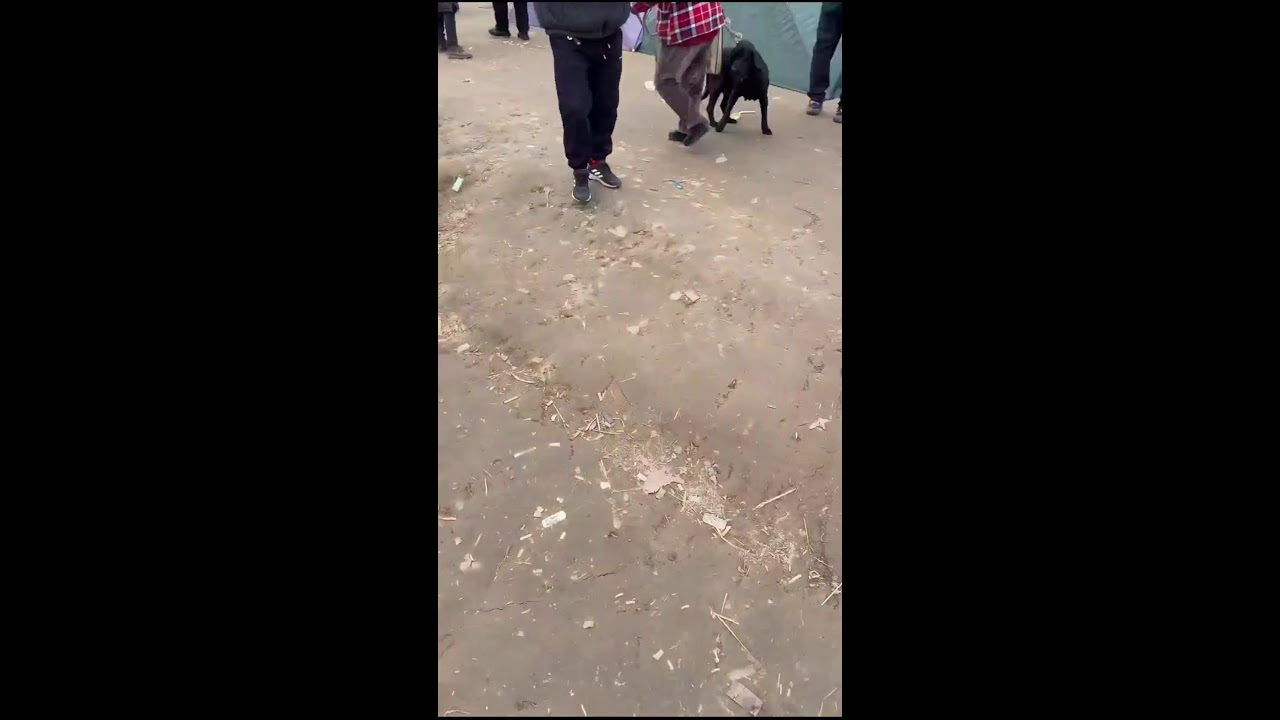 LIVE from Local Dog Market | Street Stalls, Puppies & Market Roam | Subscribe Now