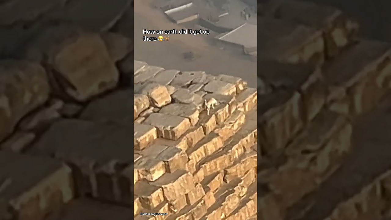 How on EARTH did this dog climb to the top of the Great Pyramid?!