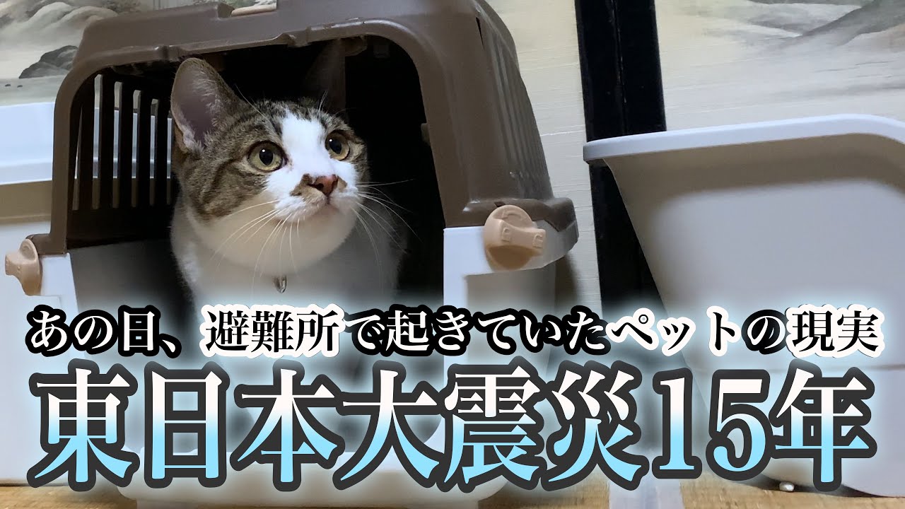 【猫の防災】東日本大震災を経験した私が本当に必要だと思った７つのこと。