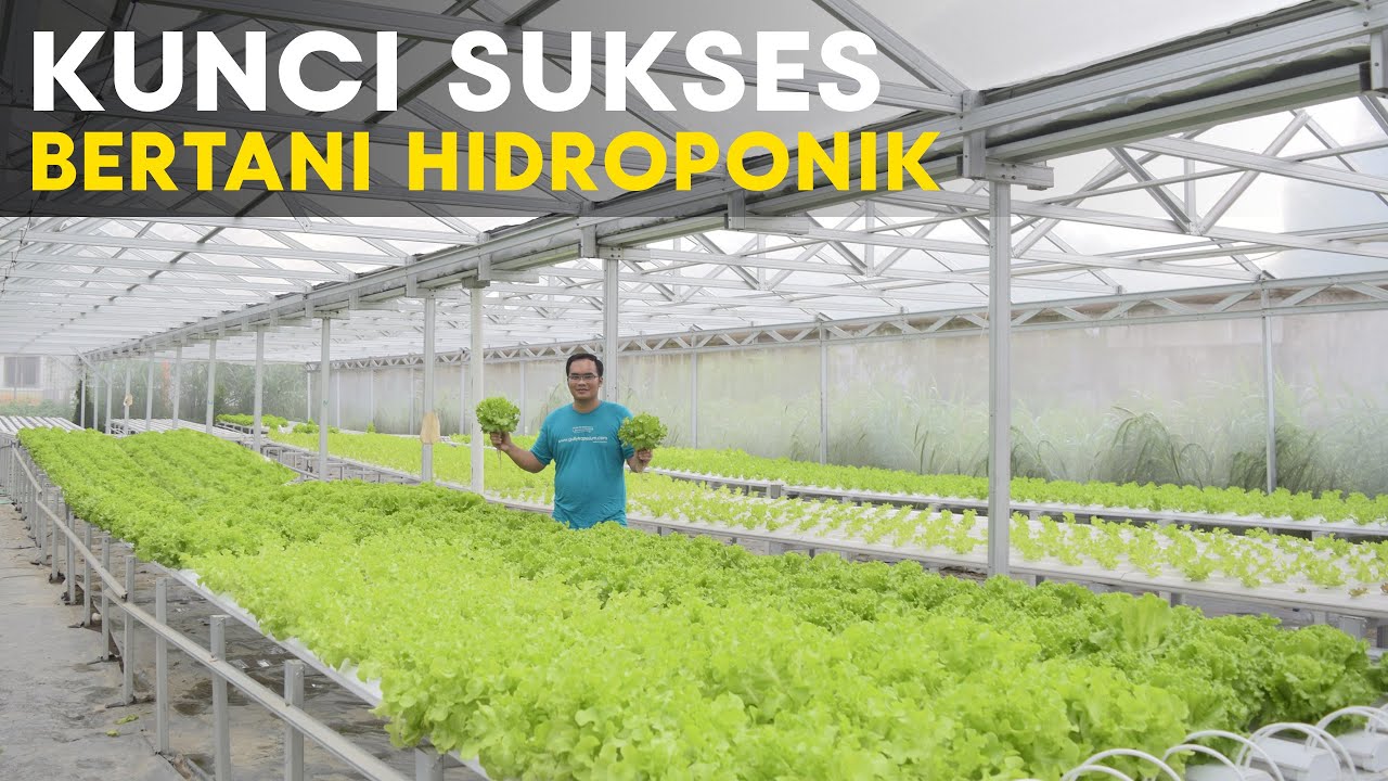 Meraup  Untung Jutaan Rupiah Dari Hidroponik
