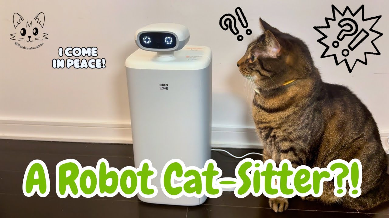 Тестирую своего нового робота-кота-дворецкого 🤖🧡 | HHOLOVE O Sitter
