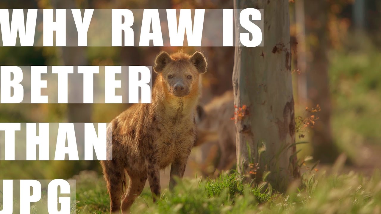 Why should you shoot raw ?