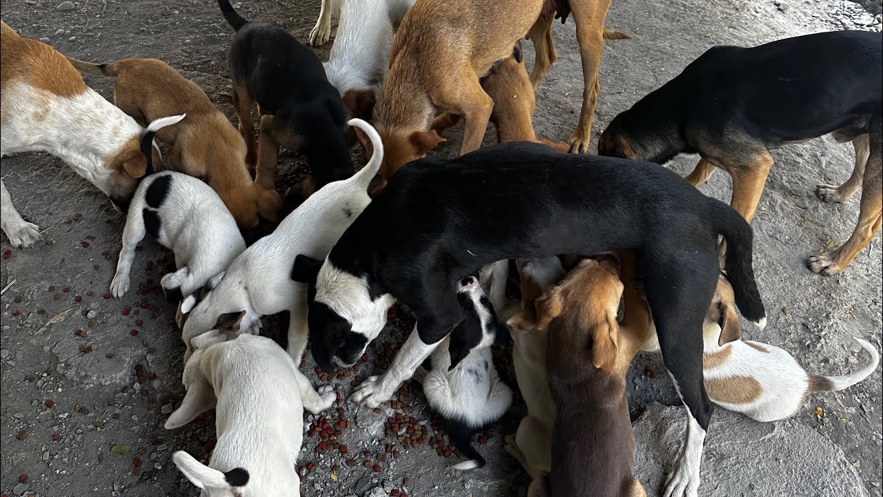 Más de 11 cachorros nacidos en la calle