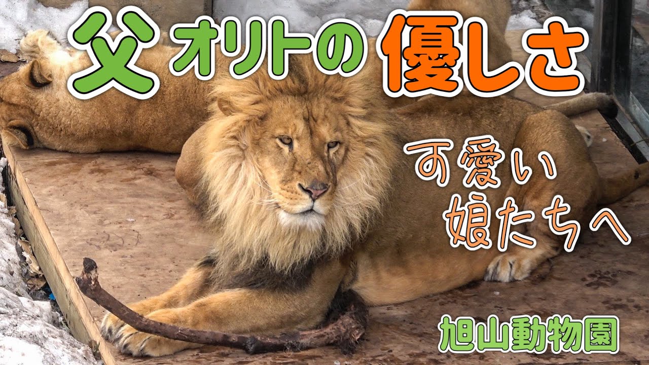 【旭山動物園オリトファミリー】オリトのせつない親心？大きなオリトの手から娘たちへの愛情🥰が伝わる