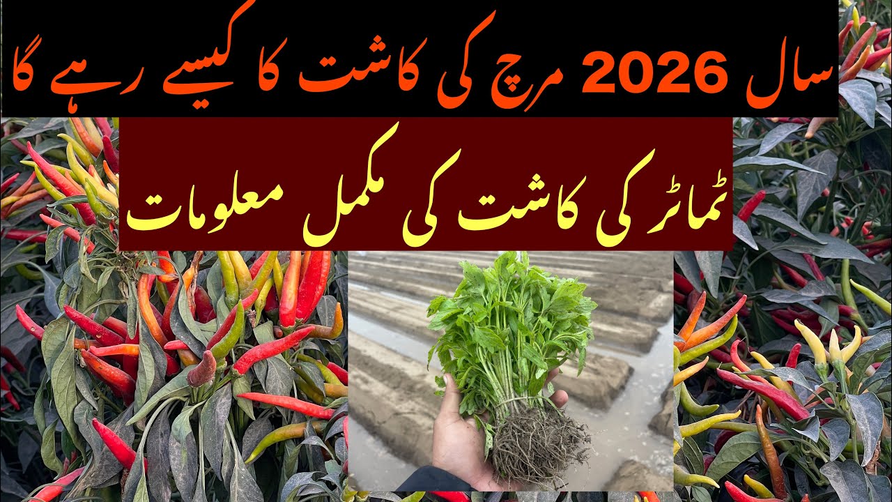 Complete information about Chilli and Tomato year 2026 about Rate Cultivation and production 