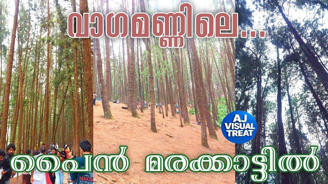 Vagamon Pine Forest | Awesome Movie Location | Pine Valley Road | Vedikuzhi, Kolahalamedu