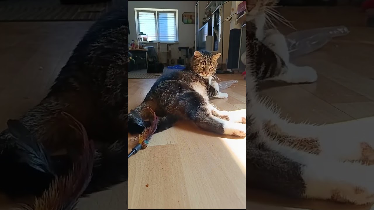 #leoooooooooo #süüßßßß
