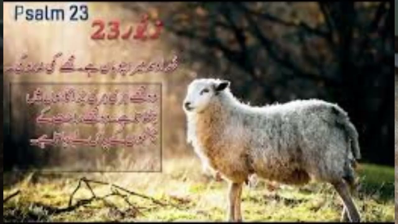 Khudawand Mera Chopan hai ||zaboor 23||Sheep and Shepherd||Mazameer||