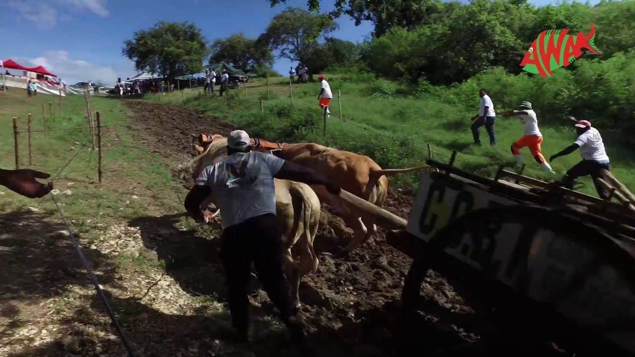 Les boeufs tirants à Bessot Paradis créole vu du ciel