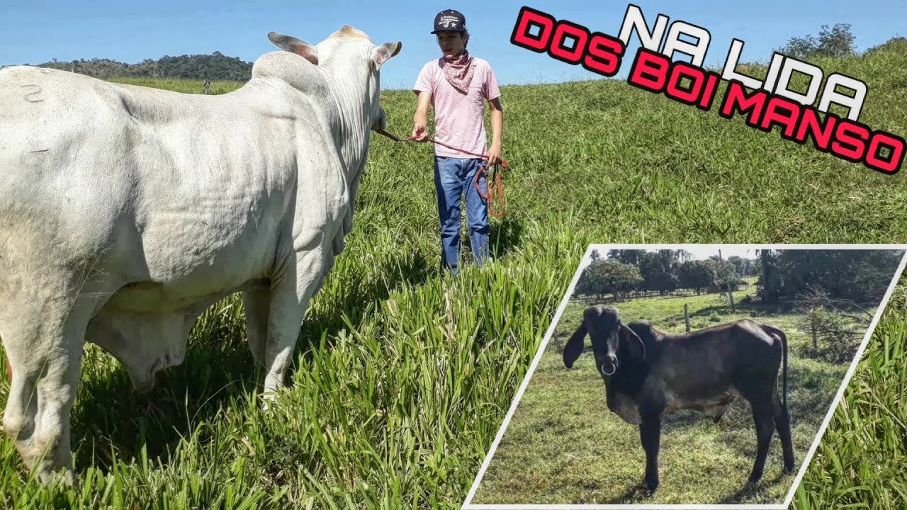 NA LIDA DO BOI MANSO|ROTINA DO DOMADOR|TSD