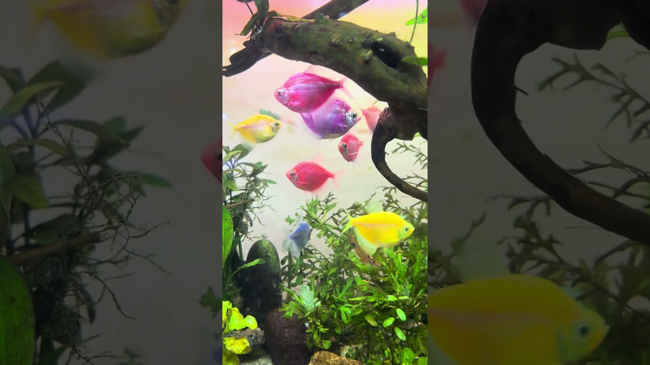 Nature Inside My Fish Tank 🌿