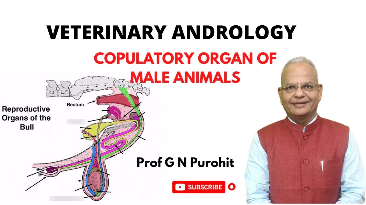 Male copulatory organ of domestic animals I Veterinary Andrology I GNP Sir I Penis I Bull I Ram I